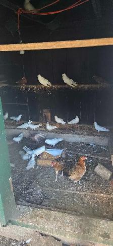 pigeons for sale - Photo 3