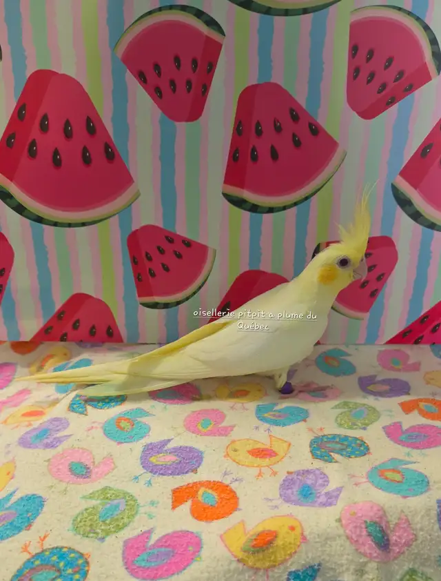 Oisillions cockatiel