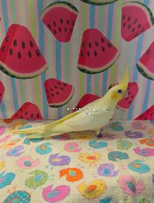 Oisillions cockatiel