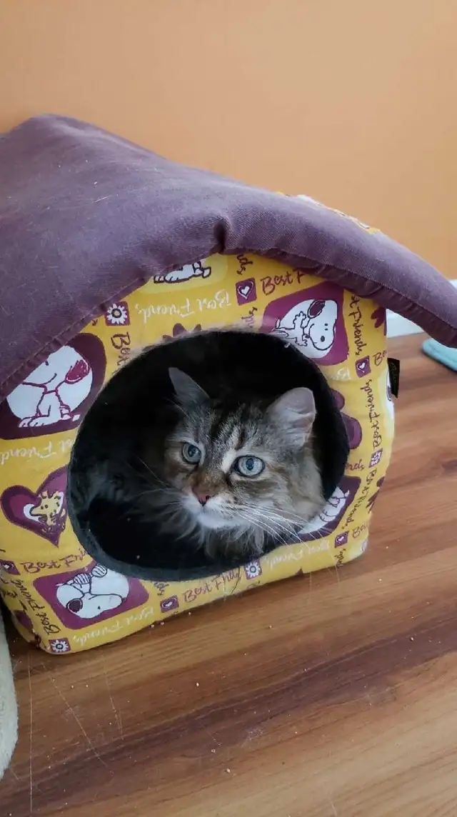 Garderie pour chats et oiseaux