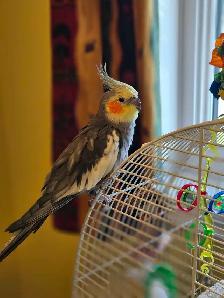 Garderie pour chats et oiseaux - Photo 6