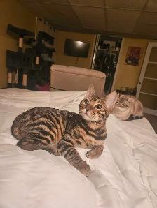 Garderie pour chats et oiseaux - Photo 10