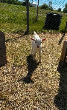 Male Pygmy goats
