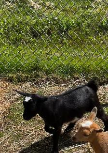 Male Pygmy goats - Photo 2