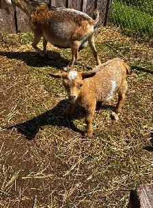 Male Pygmy goats - Photo 3