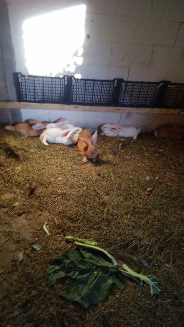 pure flemish giants
