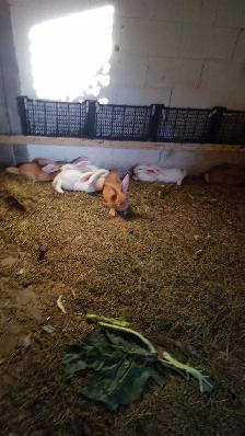 pure flemish giants