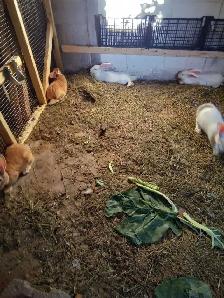 pure flemish giants - Photo 3