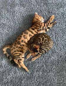 Purebred Brown Rosette Bengal/Blue Point Himalayan Kittens - Photo 2