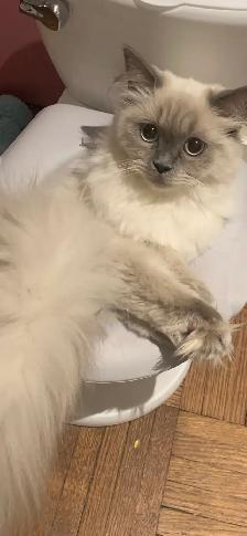 Purebred Brown Rosette Bengal/Blue Point Himalayan Kittens - Photo 3