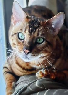 Purebred Brown Rosette Bengal/Blue Point Himalayan Kittens - Photo 5