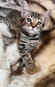 Purebred Brown Rosette Bengal/Blue Point Himalayan Kittens - Photo 7