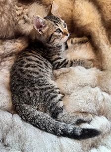 Purebred Brown Rosette Bengal/Blue Point Himalayan Kittens - Photo 8