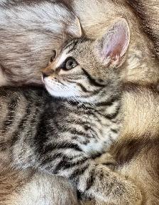 Purebred Brown Rosette Bengal/Blue Point Himalayan Kittens - Photo 9