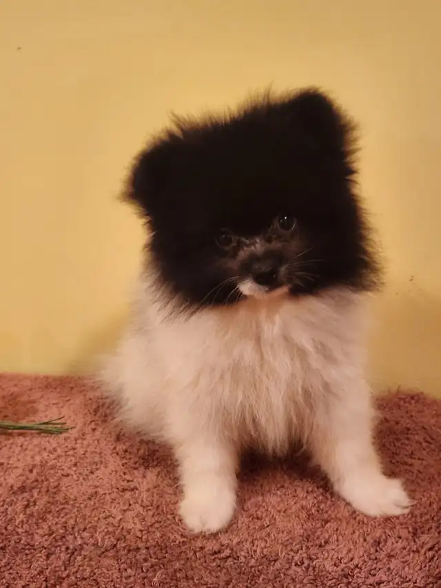 Chiots Poméranien mâles