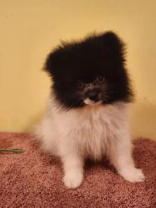 Chiots Poméranien mâles