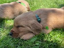Golden Retriever puppies