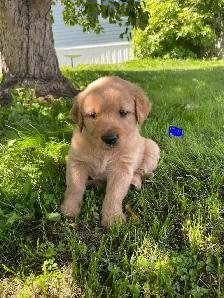 Golden Retriever puppies - Photo 2
