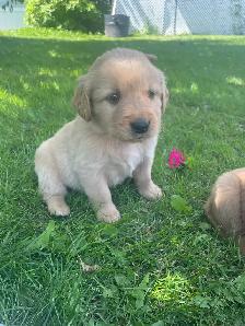Golden Retriever puppies - Photo 3