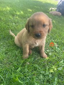 Golden Retriever puppies - Photo 4