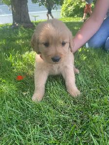 Golden Retriever puppies - Photo 5