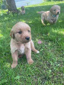 Golden Retriever puppies - Photo 6