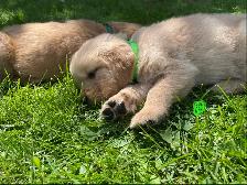 Golden Retriever puppies - Photo 7