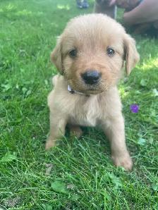 Golden Retriever puppies - Photo 8