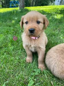 Golden Retriever puppies - Photo 9