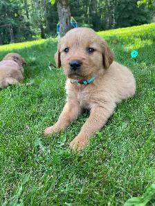 Golden Retriever puppies - Photo 10