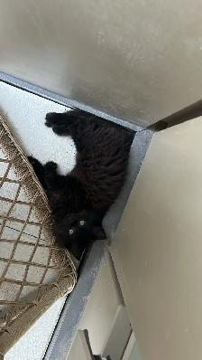 kitten for sale - Photo 3