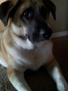 DAVE THE DOG WALKER - Photo 2