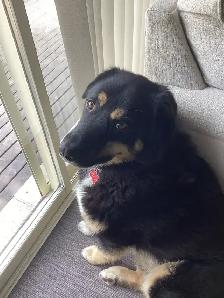 DAVE THE DOG WALKER - Photo 3