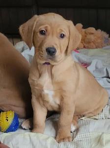 DAVE THE DOG WALKER - Photo 4