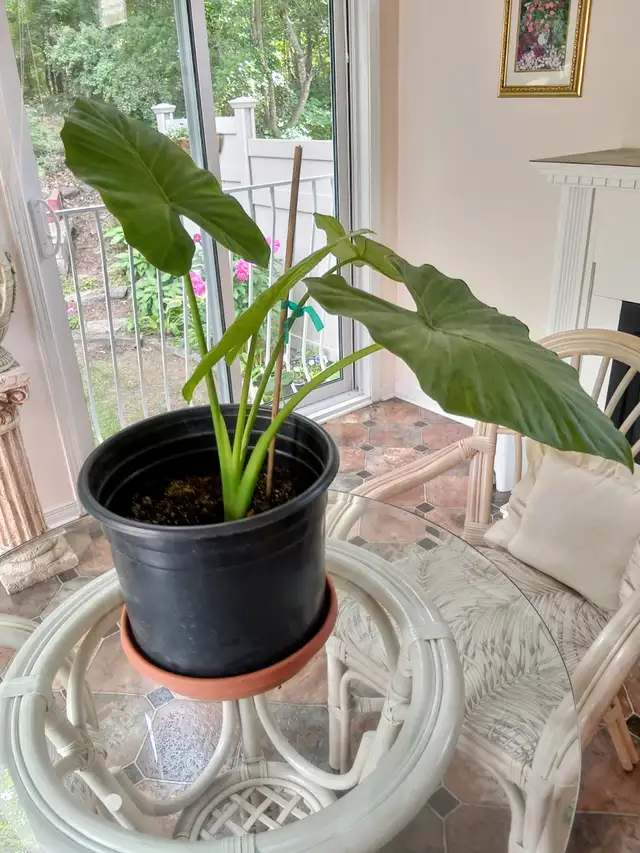 FREE ELEPHANT EAR PLANT IN KANATA