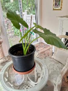 FREE ELEPHANT EAR PLANT IN KANATA