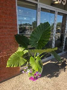 Folie Solde le paysagistes laval plantes tropicales