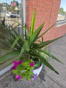 Folie Solde le paysagistes laval plantes tropicales - Photo 2