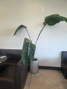 Folie Solde le paysagistes laval plantes tropicales - Photo 3
