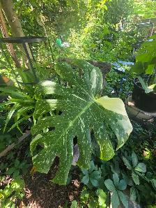 Folie Solde le paysagistes laval plantes tropicales - Photo 4