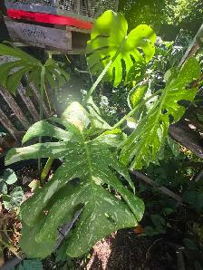 Folie Solde le paysagistes laval plantes tropicales - Photo 5
