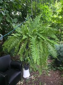 Folie Solde le paysagistes laval plantes tropicales - Photo 6