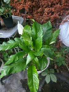 Folie Solde le paysagistes laval plantes tropicales - Photo 8