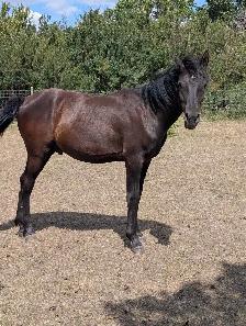 Arabian Percheron yearling
