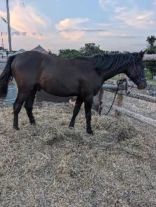Arabian Percheron yearling - Photo 2