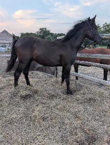 Arabian Percheron yearling - Photo 3