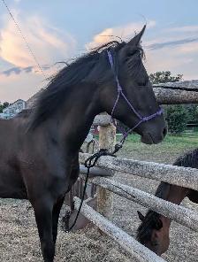 Arabian Percheron yearling - Photo 4