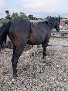 Arabian Percheron yearling - Photo 5