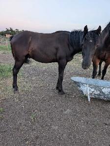 Arabian Percheron yearling - Photo 6