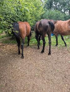 Arabian Percheron yearling - Photo 7